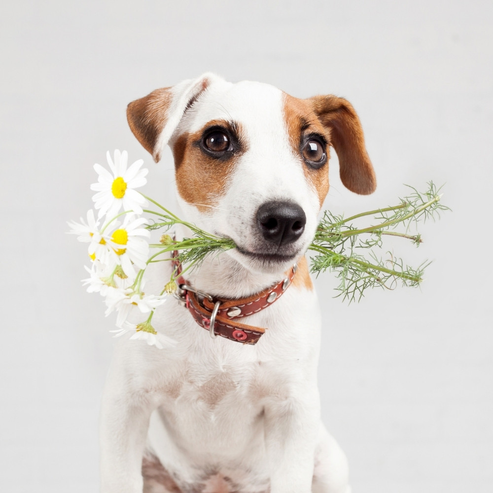 dog with flowers on dallas animal clinic about