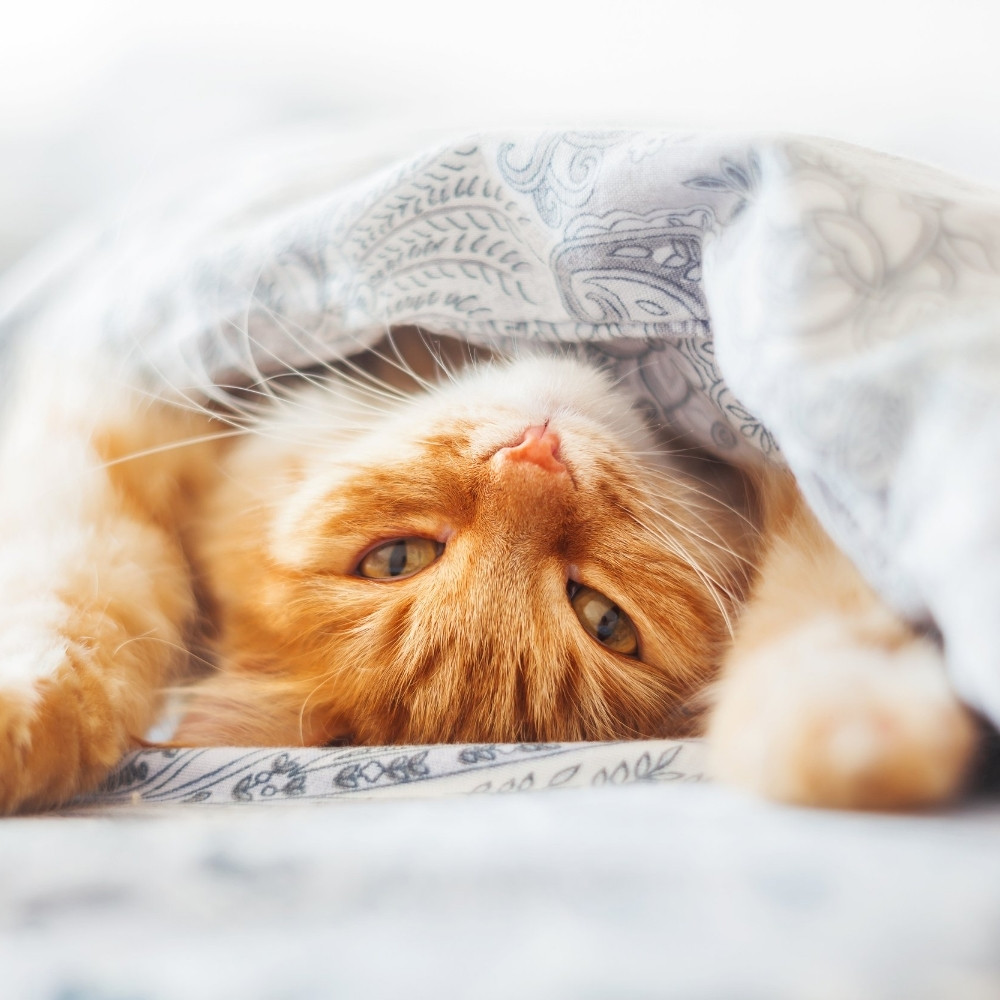Cute ginger cat lying in bed under a blanket