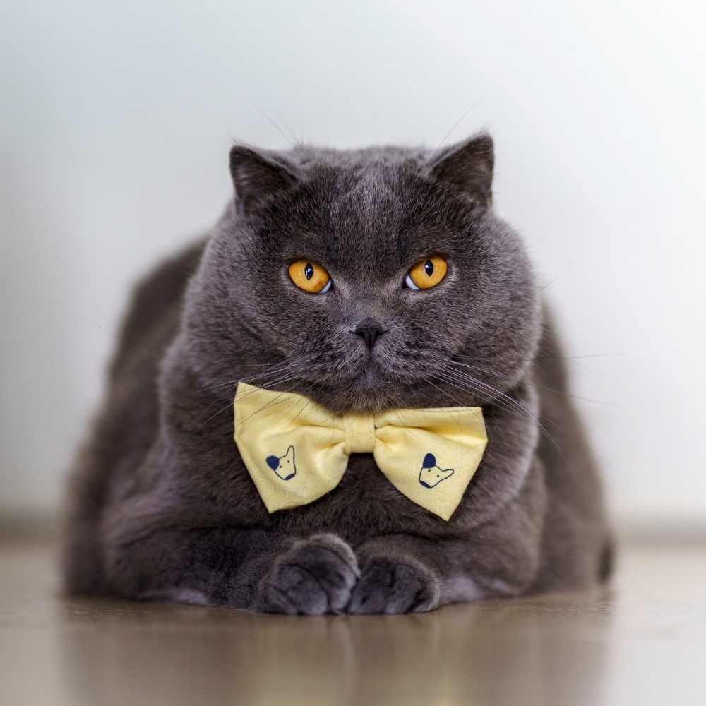 cat with bowtie on dallas animal clinic career page