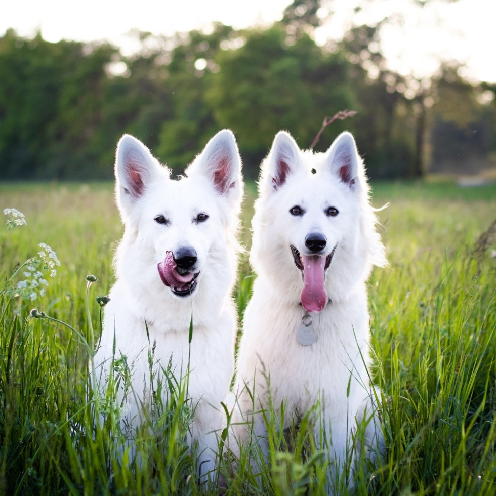 Dallas, OR Veterinary Services Dallas Animal Clinic