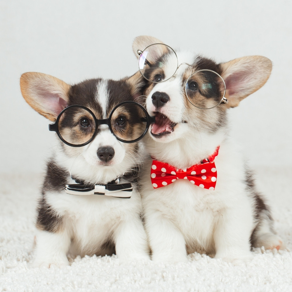 two dogs with bow and glasses on dallas animal clinic forms page