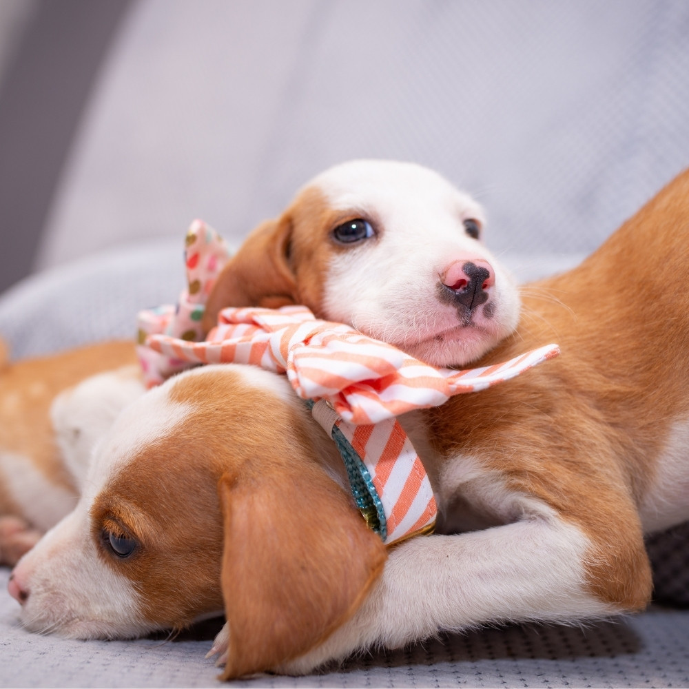 Dallas Animal Clinic Patient Gallery Vet Clinic In Dallas, OR