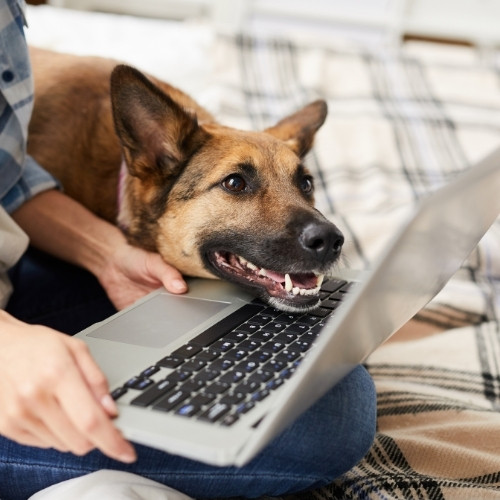 Dog Looking at Laptop Screen