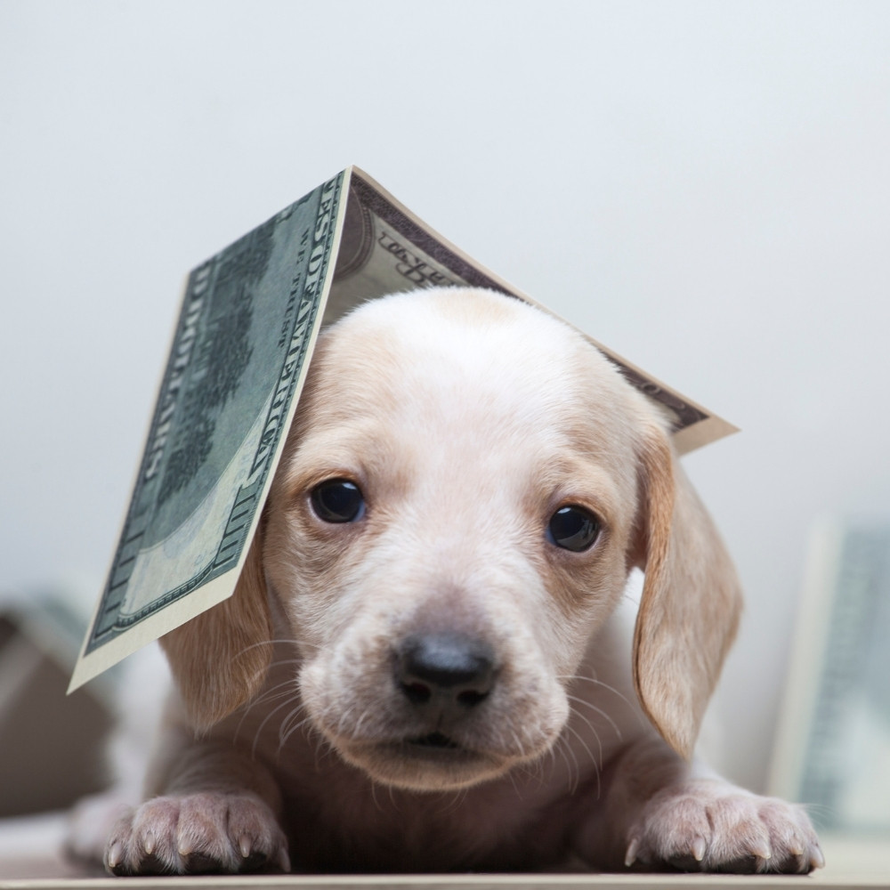 Payment Options For Veterinary Care Dallas Animal Clinic