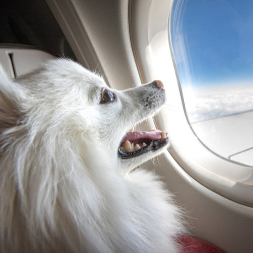Dog traveling in Plane