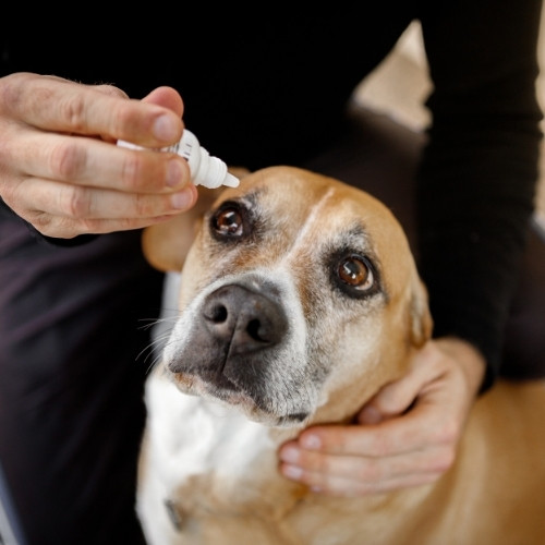 Veterinary drug eye drops beagle dogs