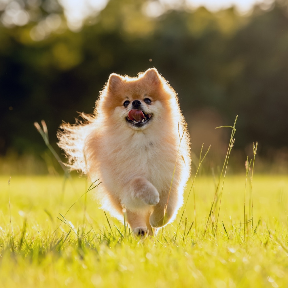 Pomeranian dog running on the lawn