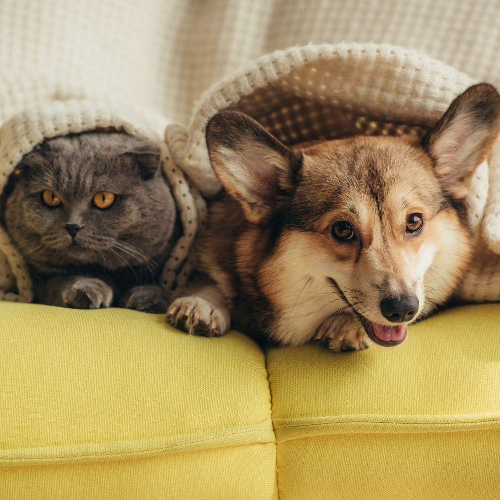 Dallas Animal Clinic Online Forms