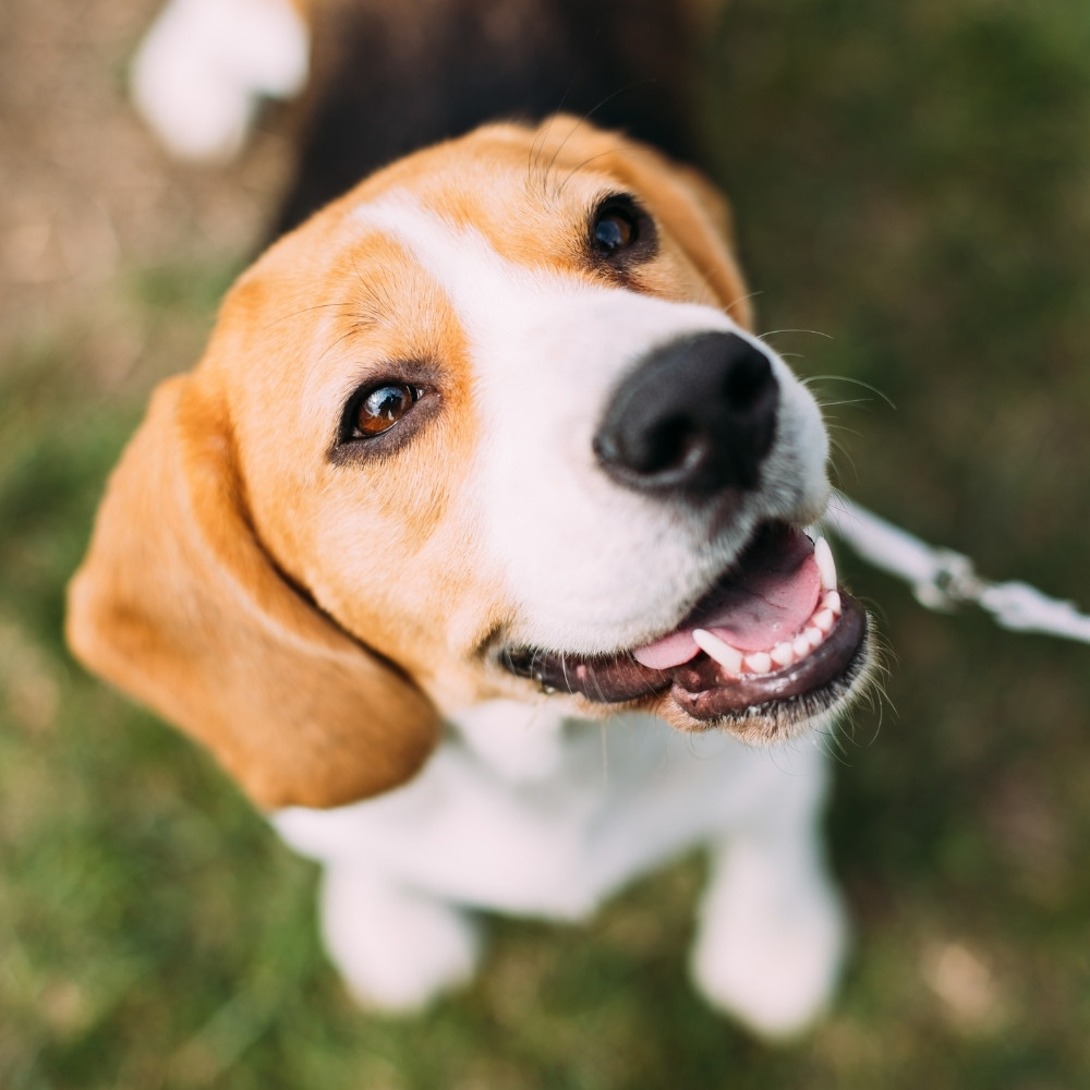 Beagle dog on grass looking up