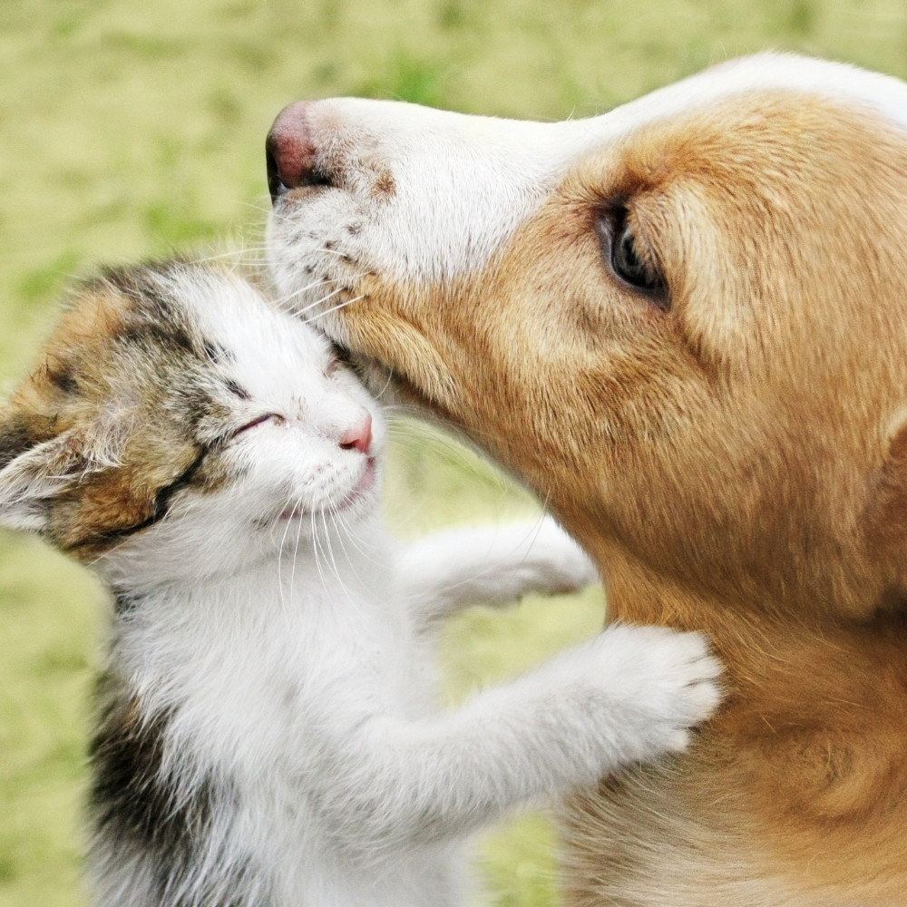 Message Success Dallas Animal Clinic