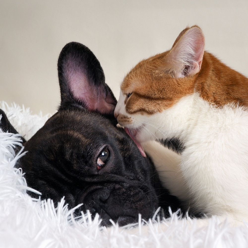 Veterinarian In Dallas, OR 97338 Dallas Animal Clinic