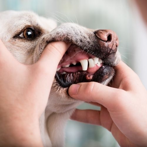Dog teeth being examined by Vet