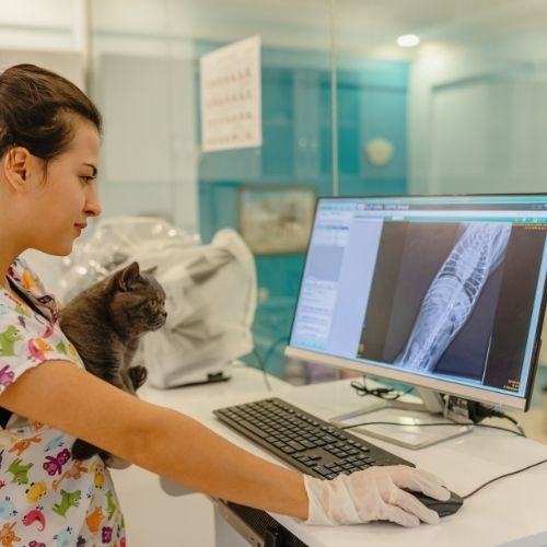 Pet diagnostics radiology