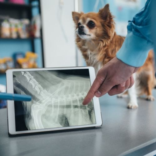 Pet radiology