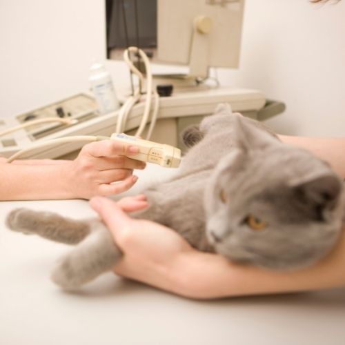 Pet diagnostics ultrasound
