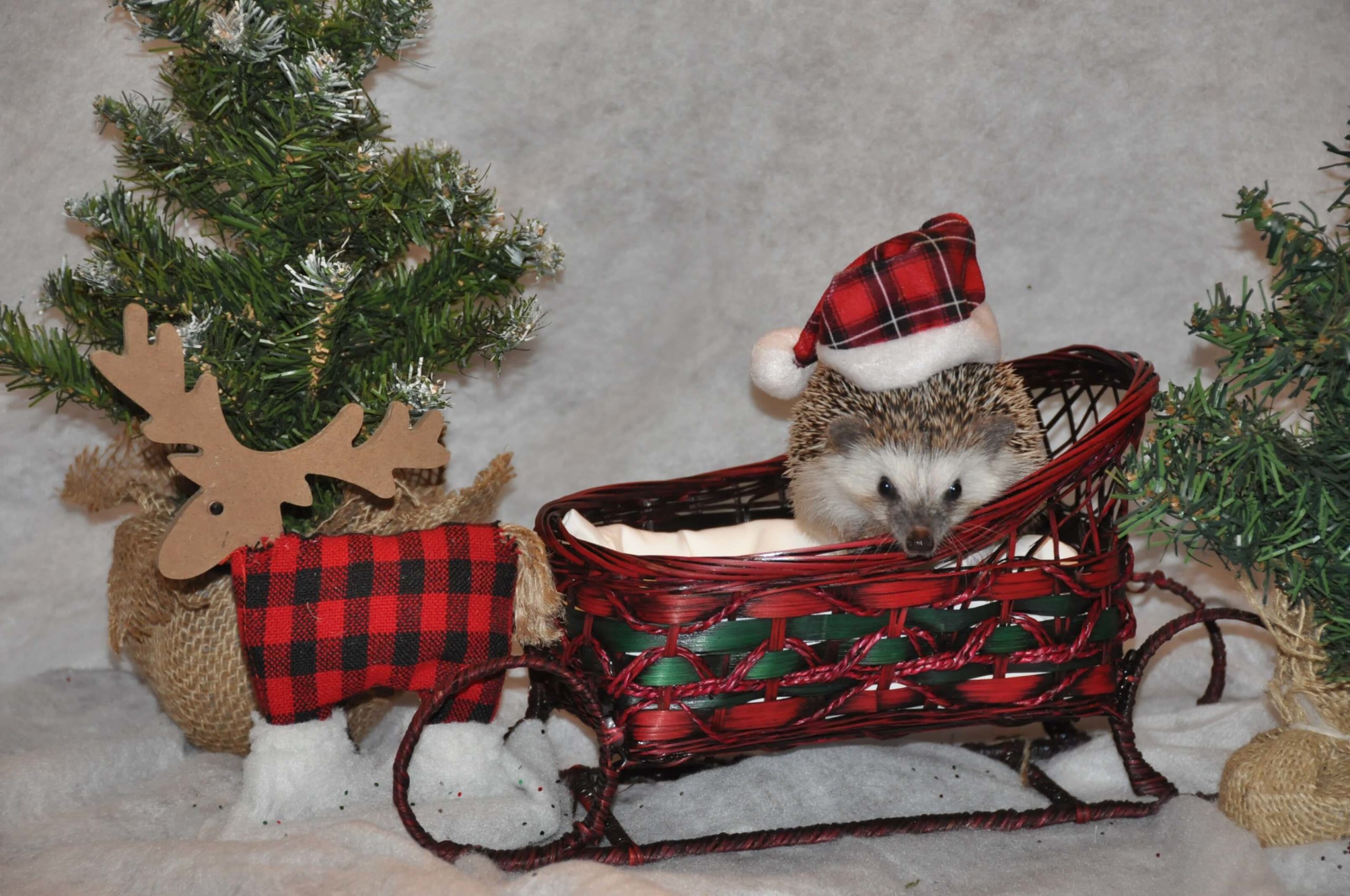 Christmas Hedgehog Ornament