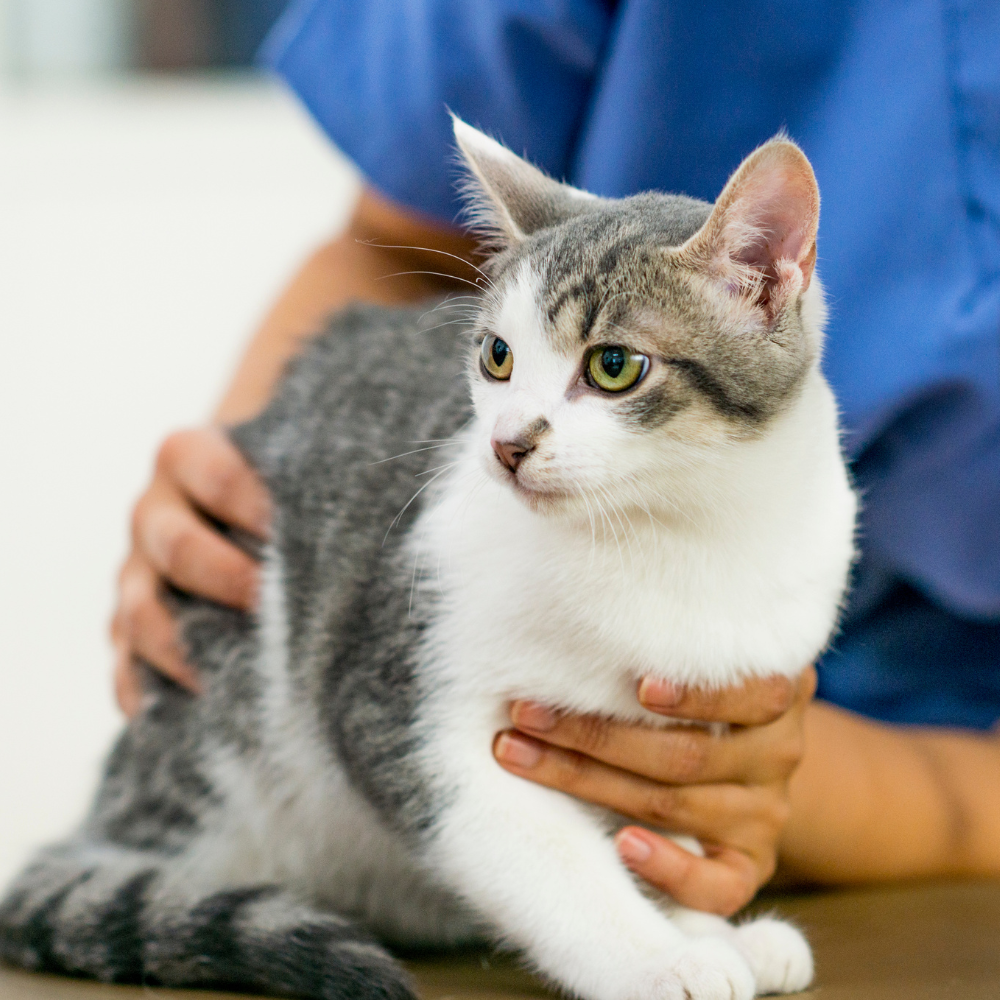 Small Animal ER Clinics Dallas Animal Clinic