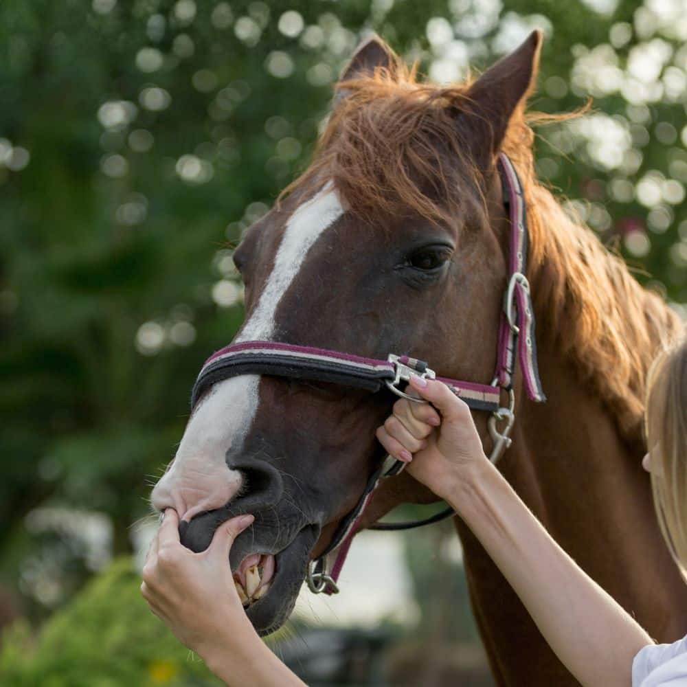 Female veterinarian checking horse teeth