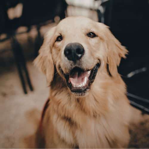 a golden retriever with a joyful expression