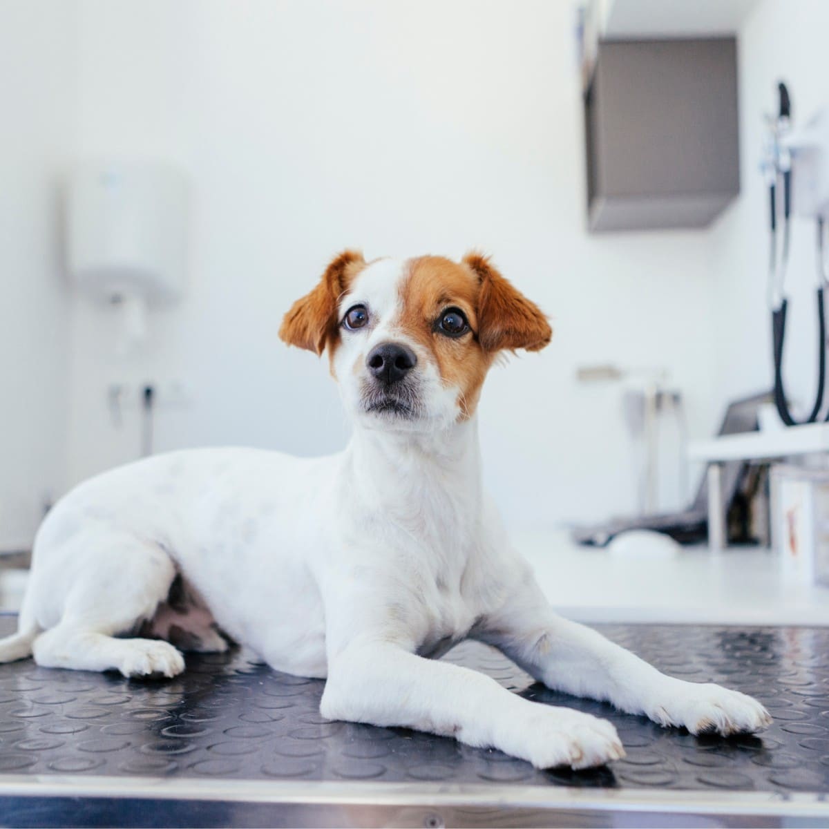 a dog sitting on a table in a veterinary clinic